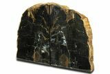 Tall, Petrified Wood Bookends - Sweet Home, Oregon #344141-2